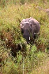 Elephant wandering through long grass
