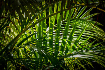 Palm Fronds 2