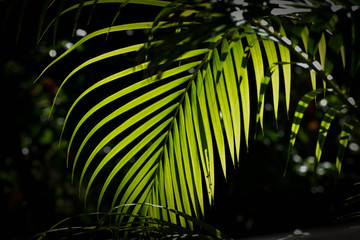 Palm Frond 1