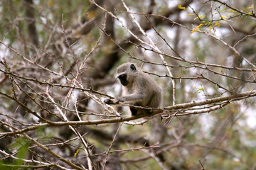 Vervet Monkey sitting on a branch