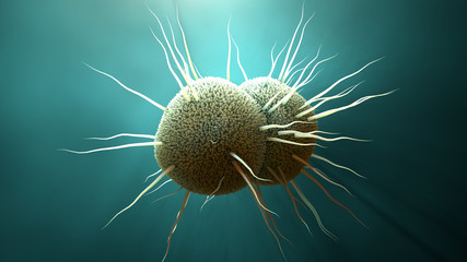 Fototapeta premium bakteria Neisseria gonorrhoeae, rzeżączka