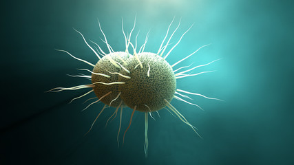 Fototapeta premium bakteria Neisseria gonorrhoeae, rzeżączka