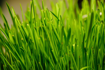 Clloseup of green homegrown grass