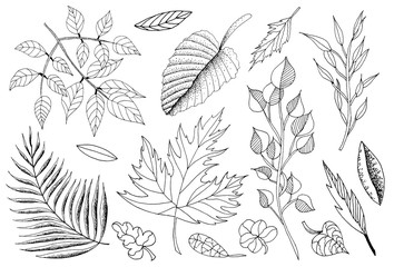 Vector illustration of hand drawn set of sketch leaves. Ink leaf. Retro and vintage style. Spring, Autumn, Fall or Summer leaves.