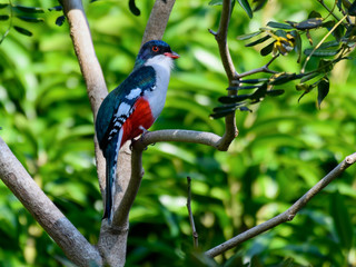 Cuban Trogon Portrait