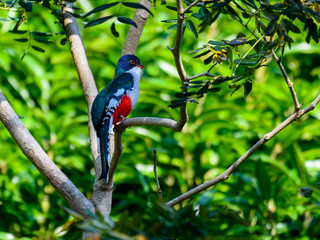 Cuban Trogon Portrait in Winter