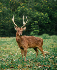 Roe Deer Doe With Sharp Antlers Looking At Camera