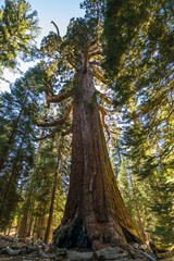 Beautiful view of giants sequoias in Mariposa Grove Park, the oldest living beings on the planet -...