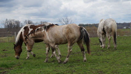 Obraz na płótnie Canvas Horse in the field