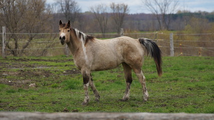 Fototapeta premium Horse in the field