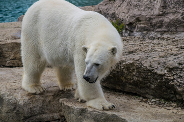 White polar bear