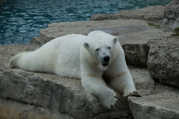White polar bear