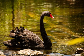 Crédence de cuisine en verre imprimé Cygne Grand cygne noir au bec rouge