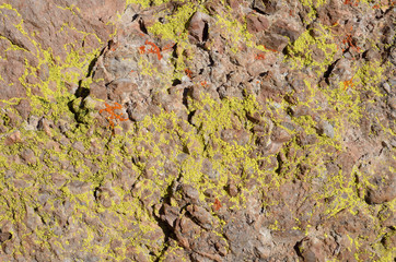 Color and patterns in nature - yellow and orange lichen on rocks