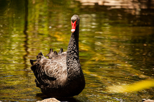 Large black swan with a red beak