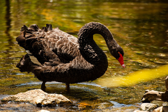 Large black swan with a red beak