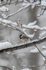 Carolina Chickadee