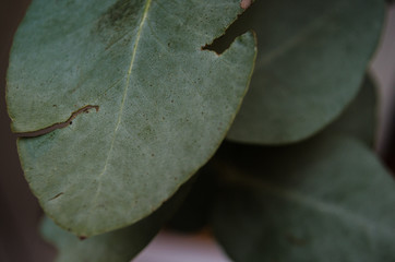 group of green leaves with marks of insect bites, bites of insects on some green leaves