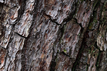 wood bark