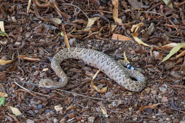 Western diamondback rattlesnake