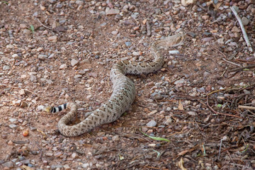 Arizona Diamondback rattler