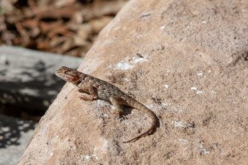 Lizards on Rocks
