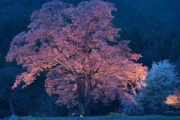 Fototapeta na wymiar A big cherry blossom tree illuminated in rural area of Japan