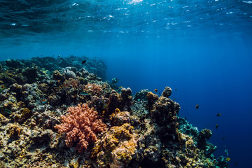 Wildlife in underwater with reef, corals and tropical fish.