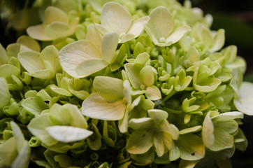 close up of beautiful floral arrangement, floral wedding arrangement