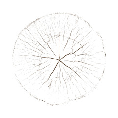 Wood texture of growth ring pattern from a slice of tree. Cut monotone wooden stump isolated on white.
