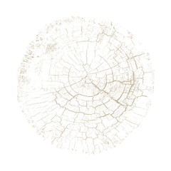 Wood texture of growth ring pattern from a slice of tree. Cut monotone wooden stump isolated on white.