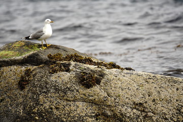 Norwegen im Sommer