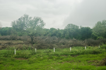landscape of deforestation of a natural forest, contrast of life and death of flora and fauna