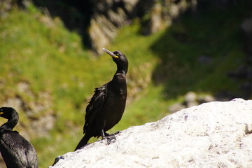 Norwegen / Runde / Insel / Vogelinsel