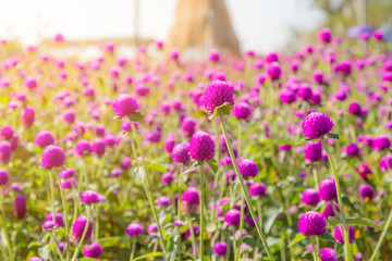 Fototapeta premium Purple amaranth flower in the garden with sunlight fair