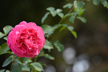 Pink rose
