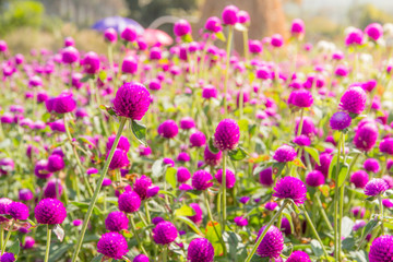 Purple amaranth flower in the garden with sunlight fair