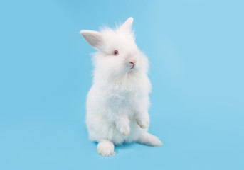 White adorable baby rabbit on blue background