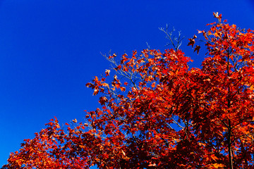 Fall red leaves against blue sky