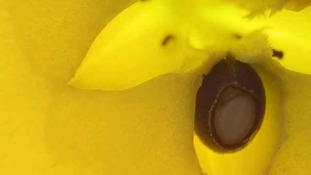 22245_The_black_seed_of_the_apple_fruit_on_a_macro_shot.mov