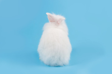 Fototapeta na wymiar White adorable baby rabbit on blue background