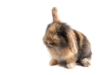 Fototapeta premium Brown adorable baby rabbit on white background