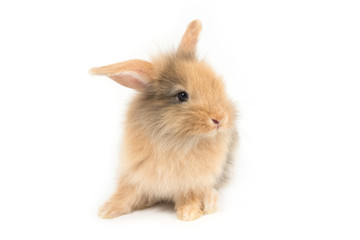 Brown adorable baby rabbit on white background