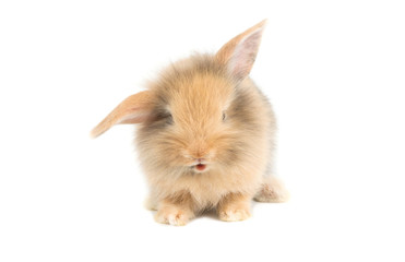 Obraz premium Brown adorable baby rabbit on white background