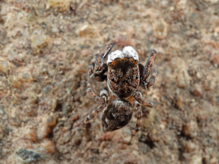 Macro Photo of Jumping Spider on The Ground
