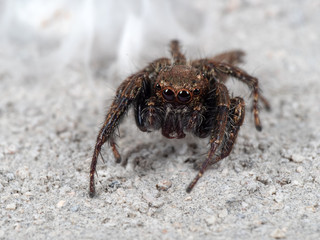 Macro Photo of Jumping Spider on White Floor