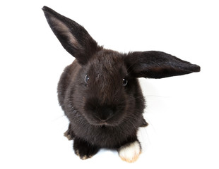 Cute black bunny rabbit sitting on white background