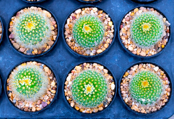 Top view Mammillaria prolifera cactus baby plants on blue background.