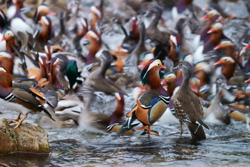 A couple of mandarin ducks looking each other and the others moving downstream