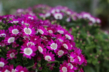 Several Beautiful Flowers